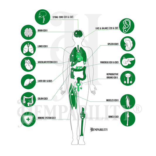 Your Endocannabinoid System