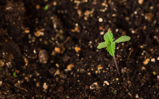 Beginner’s Guide to CBD