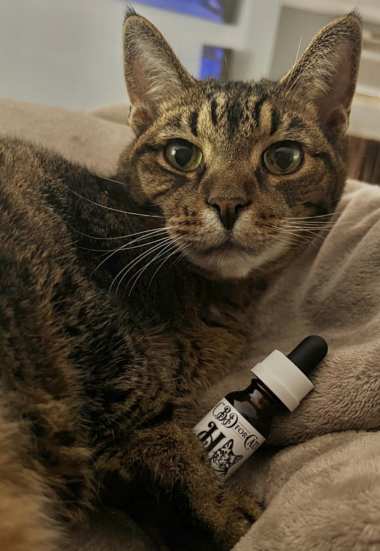 CBD for Cats