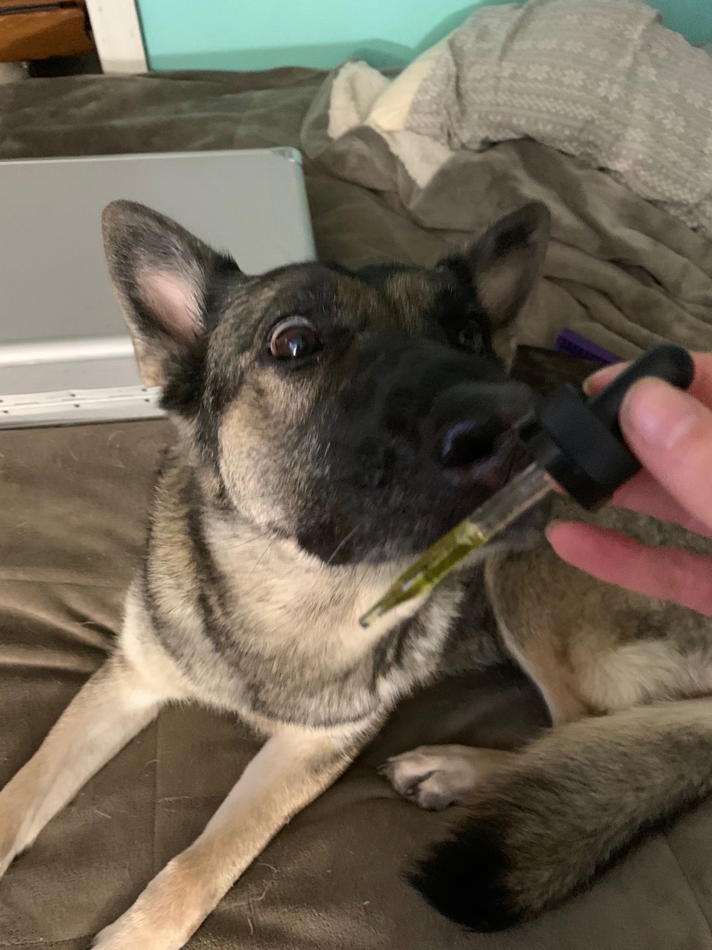 CBD Select for Dogs & Horses