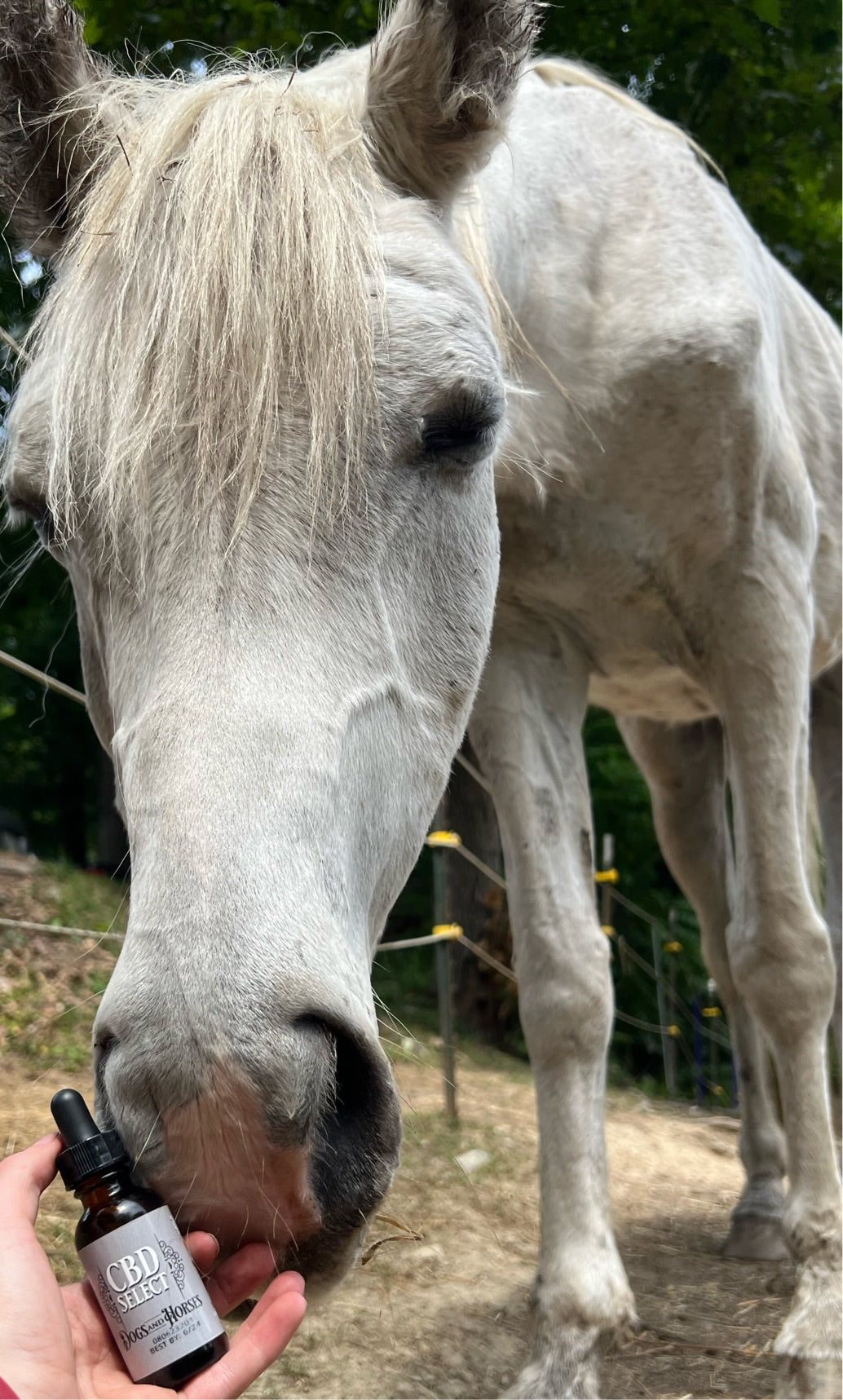 CBD Select for Dogs & Horses