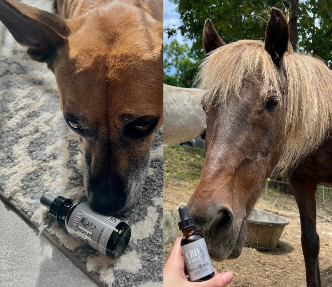 CBD Select for Dogs & Horses