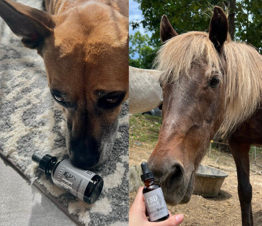 CBD Select for Dogs & Horses