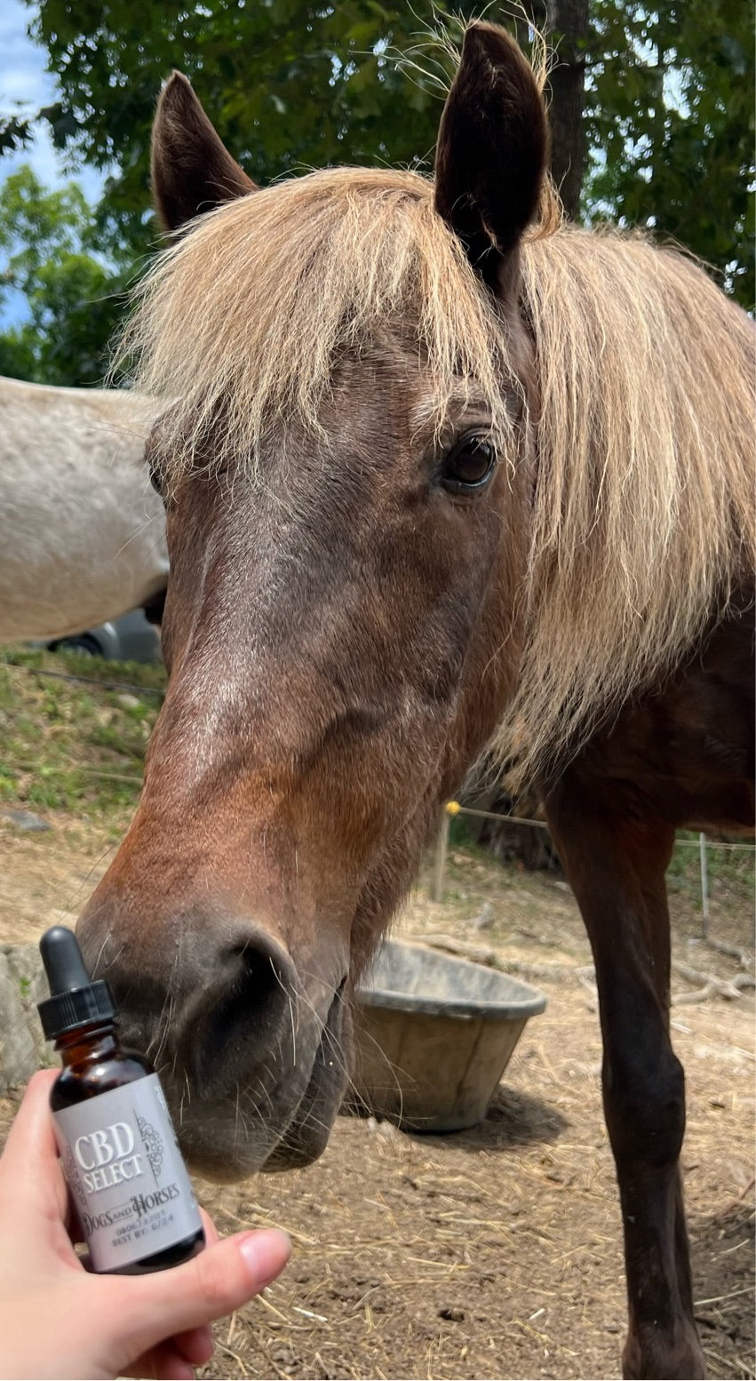 CBD Select for Dogs & Horses
