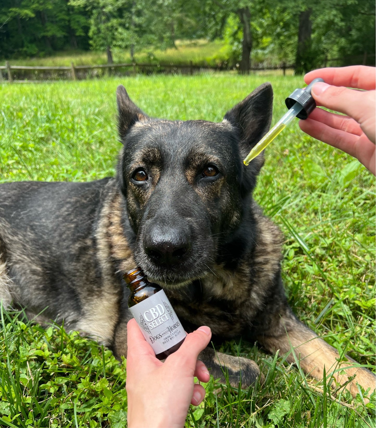 CBD Select for Dogs & Horses