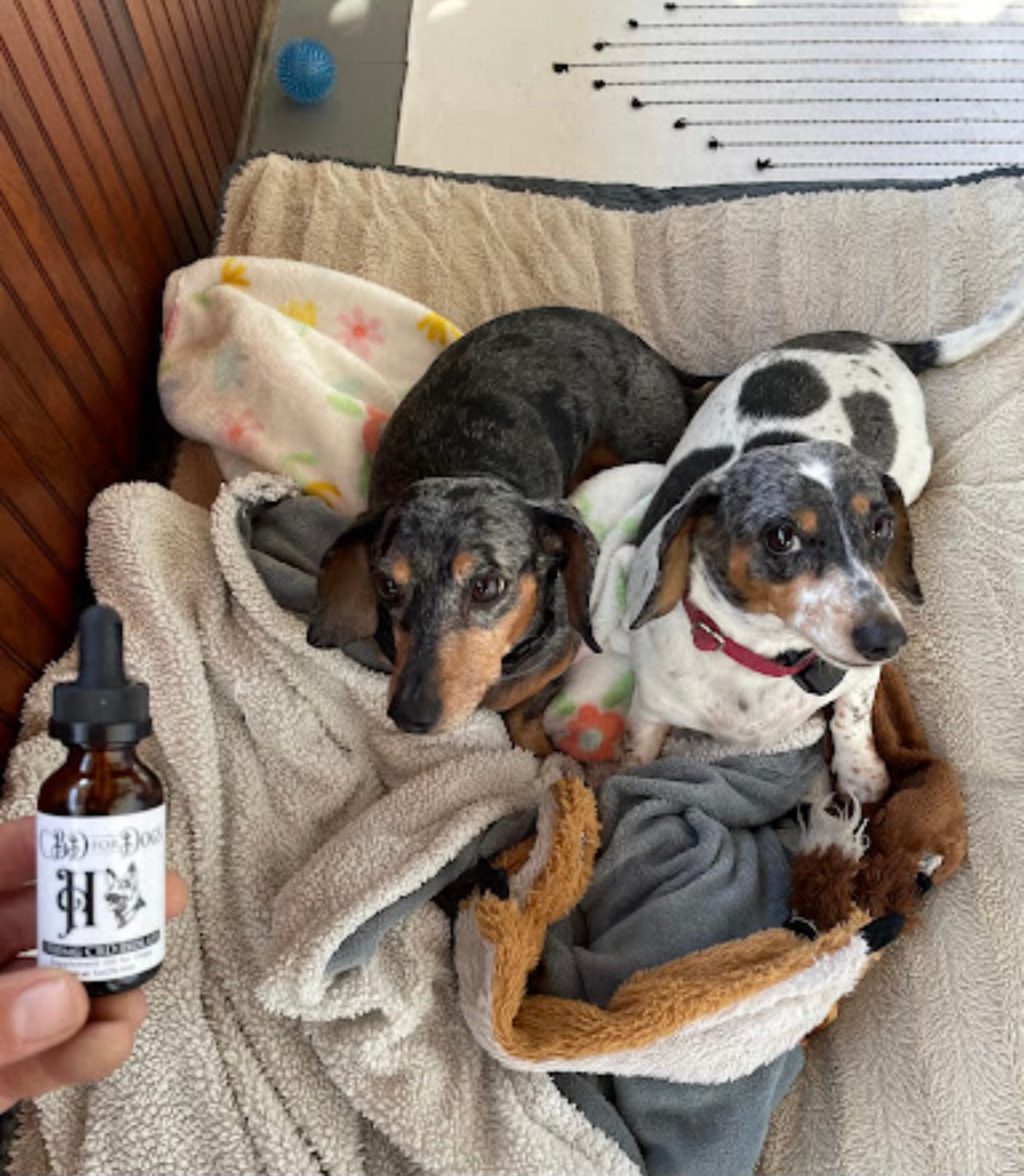 CBD Select for Dogs & Horses